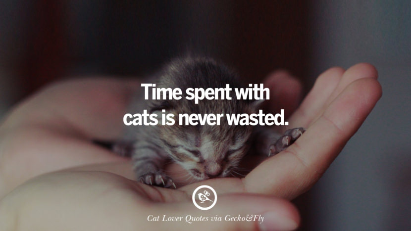 Time spent with cats is never wasted.