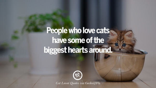 25 Cute Cat Images With Quotes For Crazy Cat Ladies, Gentlemen And Lovers