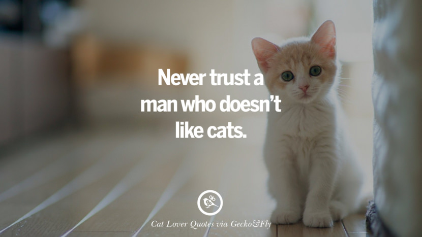 never trust a man who doesn't like cats.