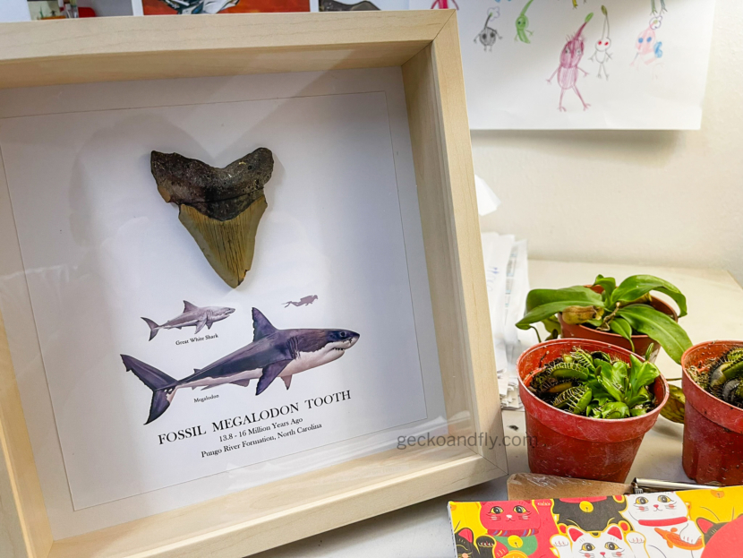 Photo framing a fossil megalodon tooth