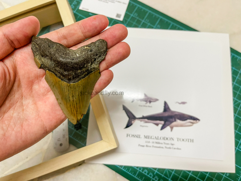 Photo framing a fossil megalodon tooth